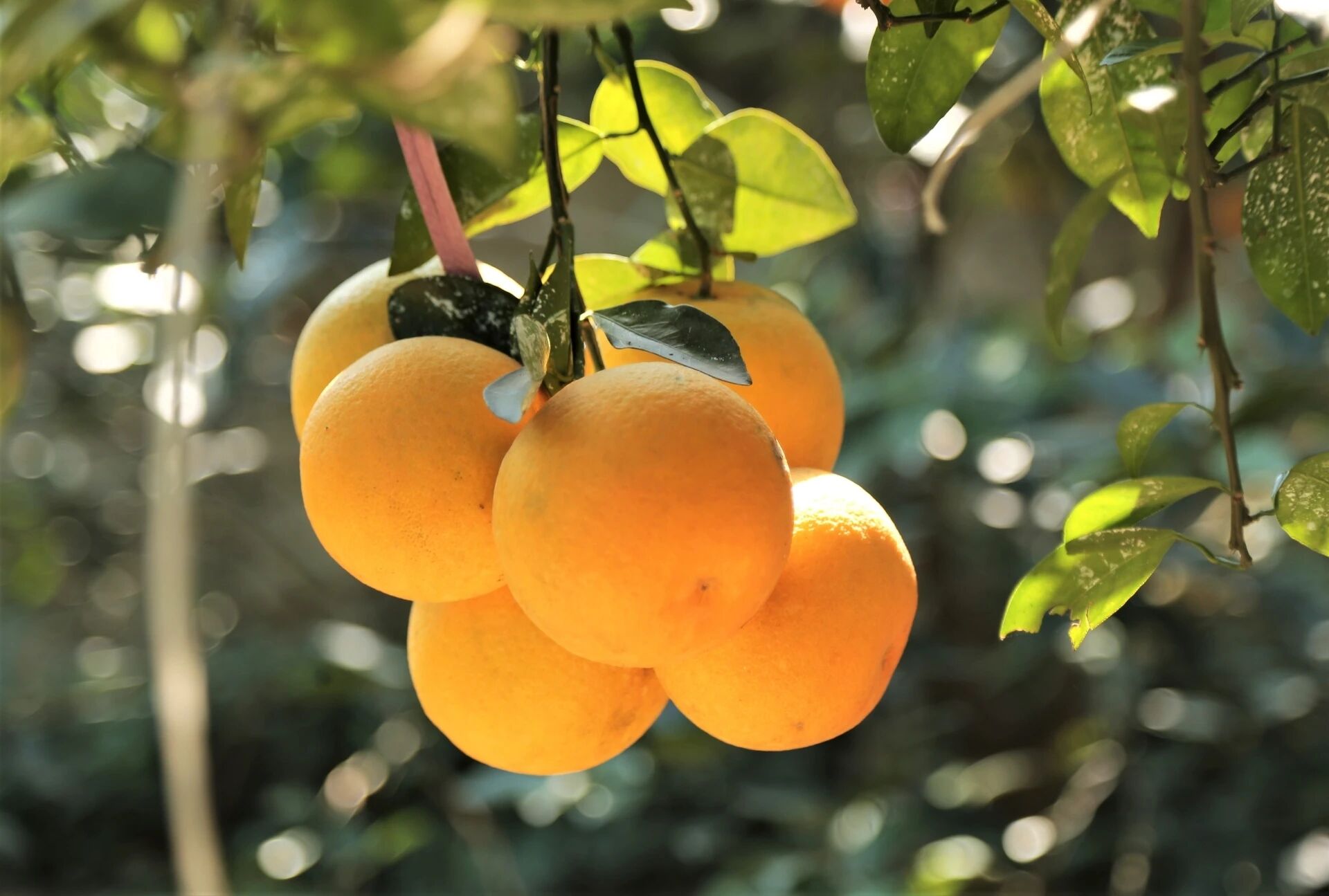 Xa Doai Orange Nghe An